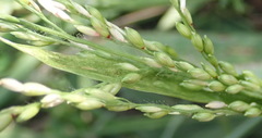 Panicum deustum