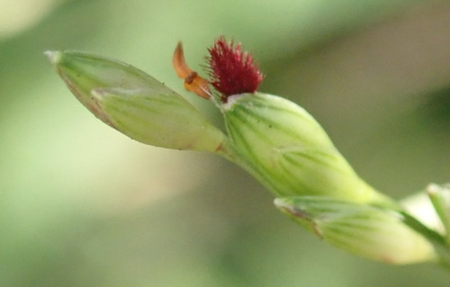 Image of Panicum deustum by (c) Nicola van Berkel, some rights reserved (CC BY-SA)