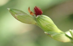 Panicum deustum
