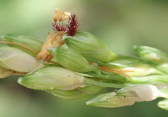 Panicum deustum