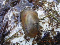 Hyridella