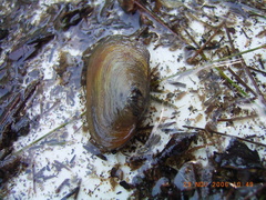 Hyridella