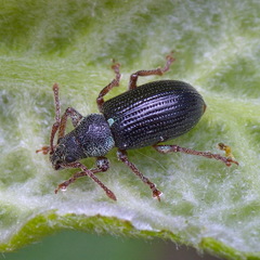 Phyllobius viridicollis