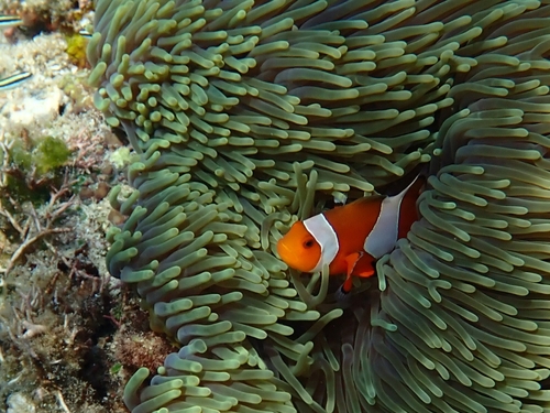 Clownfish