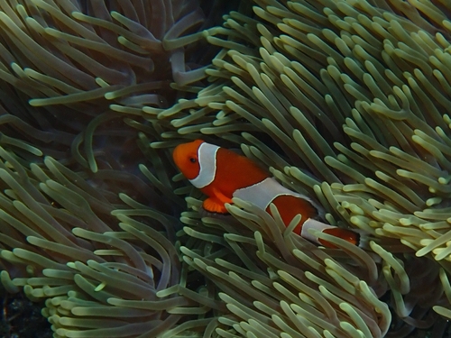 Ocellaris Anemonefish (Amphiprion ocellaris)