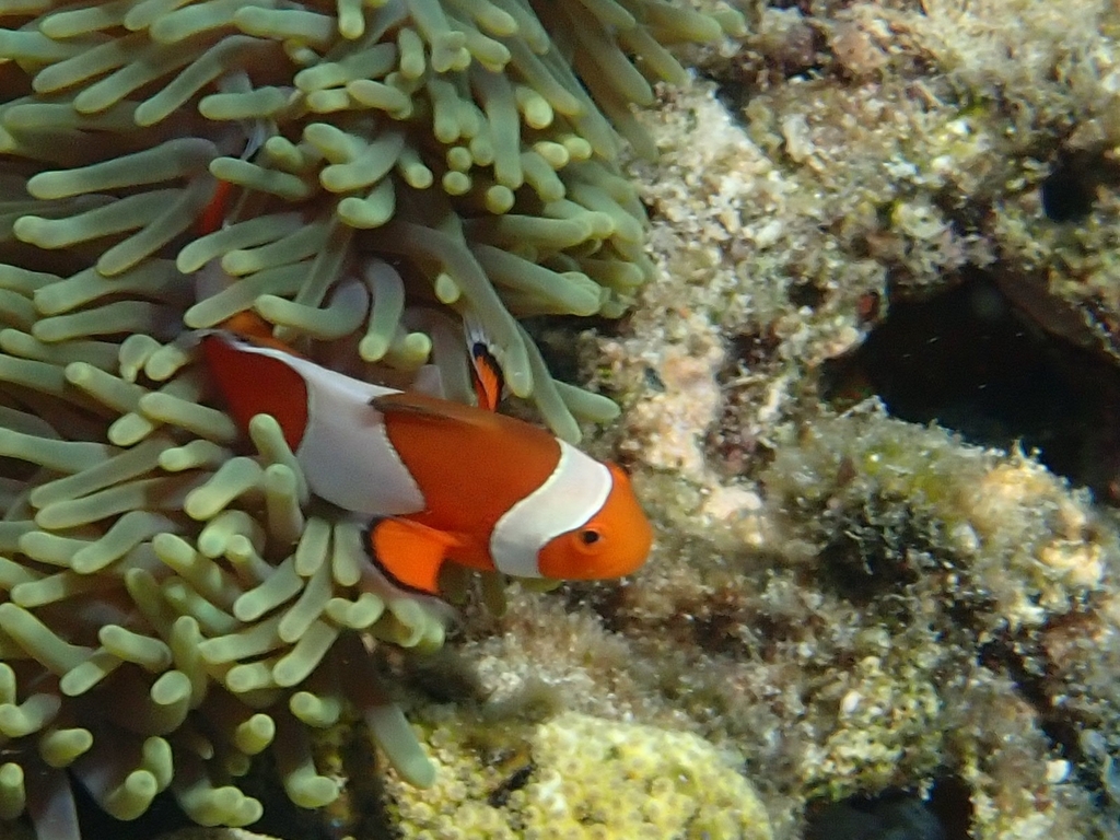 Ocellaris Anemonefish (Amphiprion ocellaris) — recorded at Temple Point