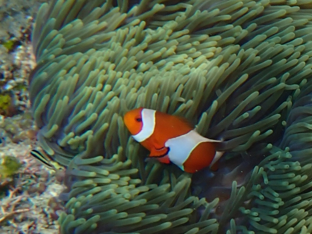 Ocellaris Anemonefish (Amphiprion ocellaris) — recorded at Sandy Slope