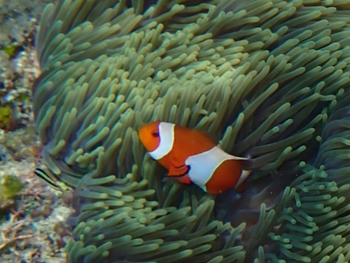 Ocellaris Anemonefish (Amphiprion ocellaris)