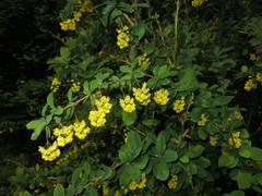 Berberis vulgaris