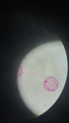Volvox aureus