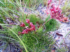 Nanobubon strictum
