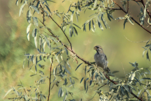 Saxaul Sparrow (Passer ammodendri), photo 10