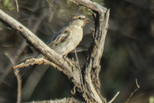 Saxaul Sparrow (Passer ammodendri), photo 6