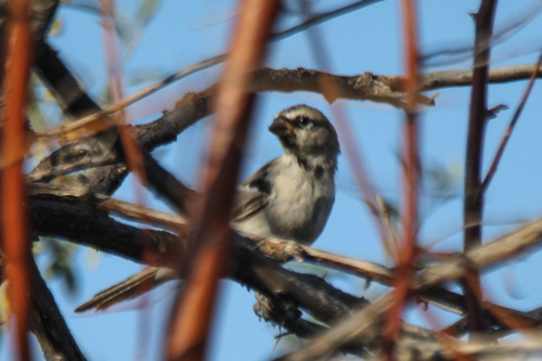 Saxaul Sparrow (Passer ammodendri), photo 8
