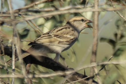 Saxaul Sparrow (Passer ammodendri), photo 9