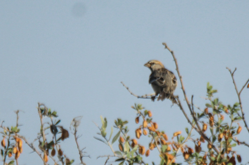 Saxaul Sparrow (Passer ammodendri), photo 9