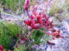 Nanobubon strictum