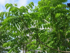 Juglans mandshurica