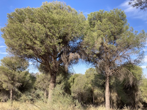Avistamiento Pino piñonero (Doñana)