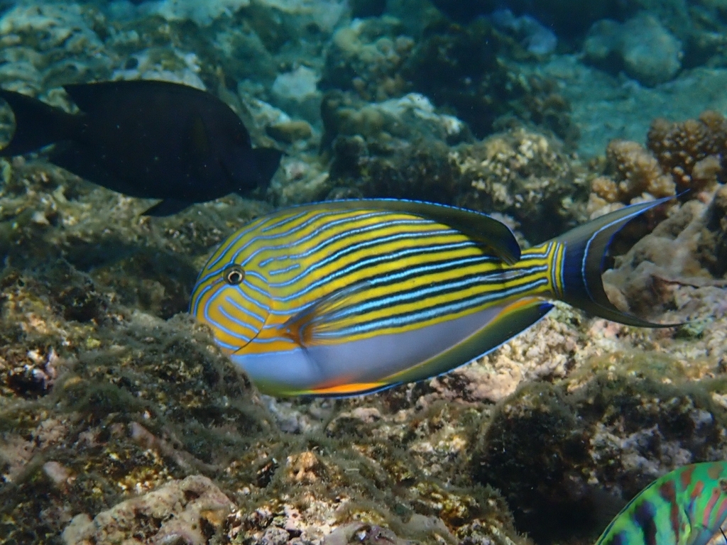 Striped Surgeonfish (Acanthurus lineatus) — recorded at Cave Point