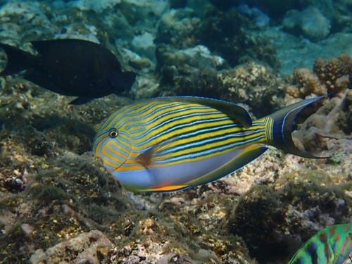 Striped Surgeonfish (Acanthurus lineatus)