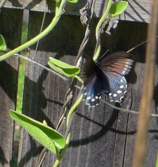 Battus philenor hirsuta