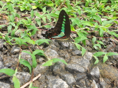Graphium