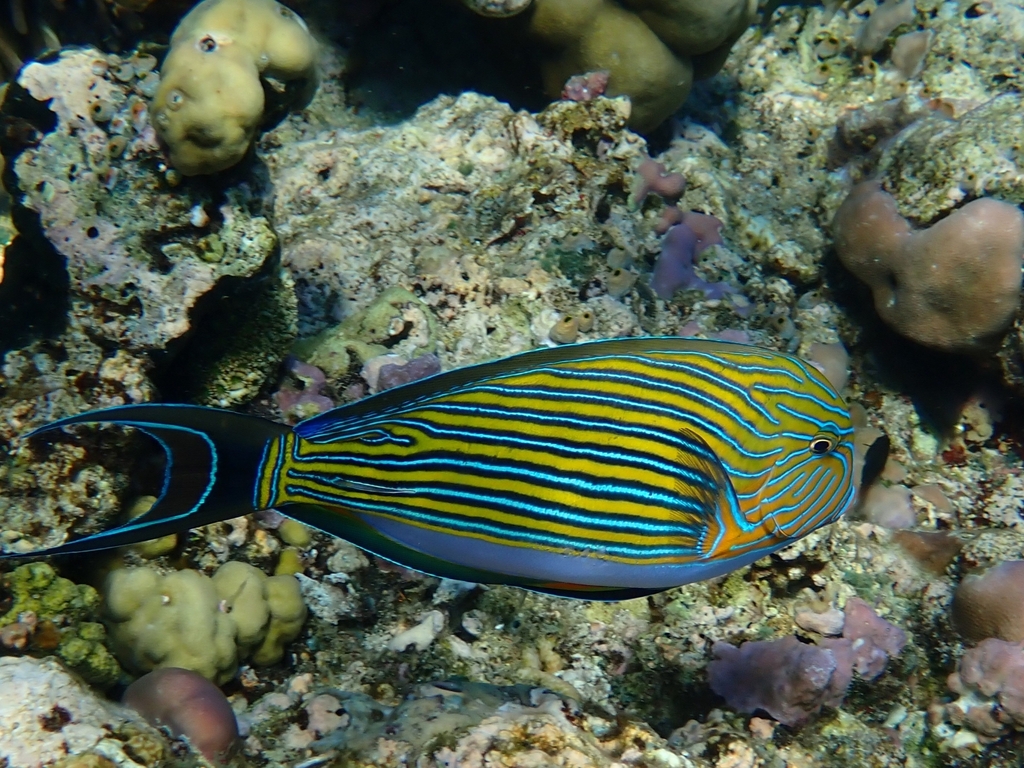 Striped Surgeonfish (Acanthurus lineatus) — recorded at Lagoon