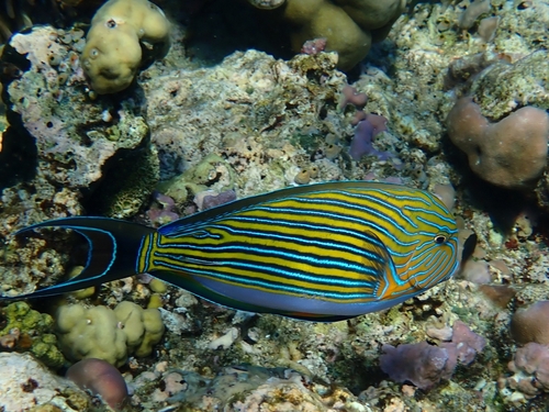 Striped Surgeonfish (Acanthurus lineatus)