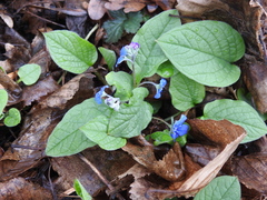 Omphalodes verna