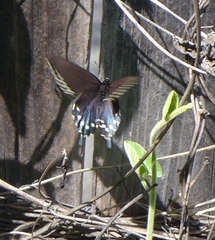 Battus philenor hirsuta