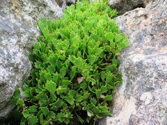 Centella triloba