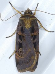 Pseudohermonassa tenuicula