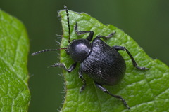 Bromius obscurus