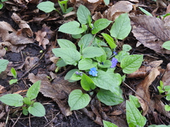 Omphalodes verna