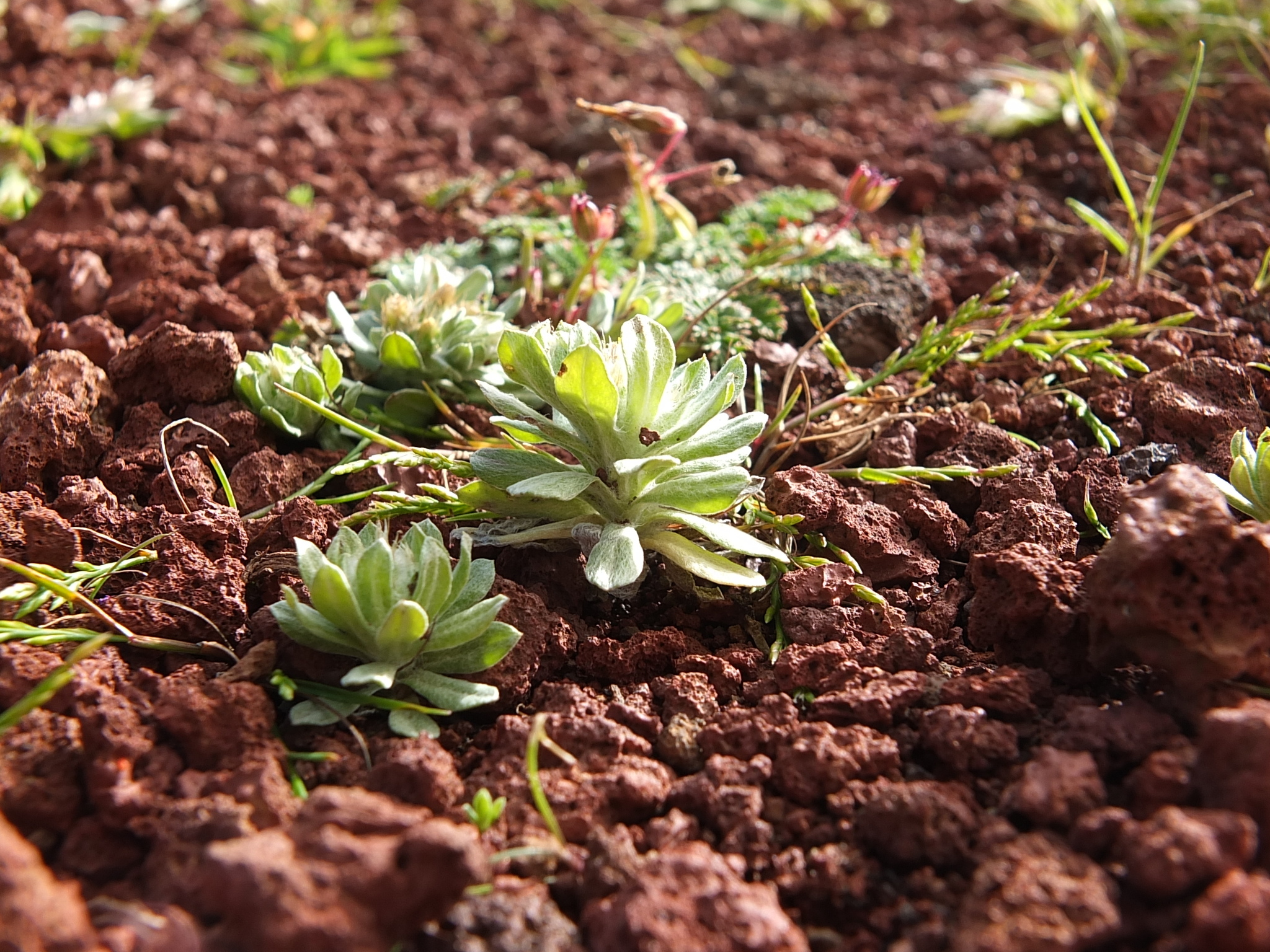 Filago pygmaea