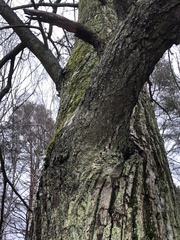 Tilia cordata