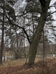 Tilia cordata