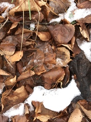 Tilia cordata