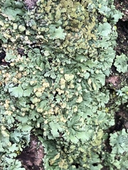 Hypogymnia farinacea