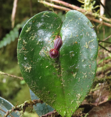 Pleurothallis cordata