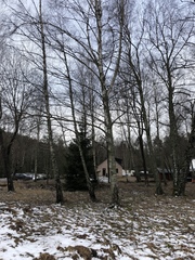 Betula pendula
