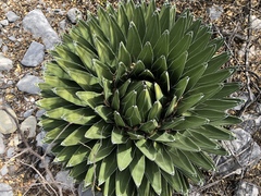 Agave victoriae-reginae
