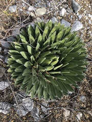 Agave victoriae-reginae