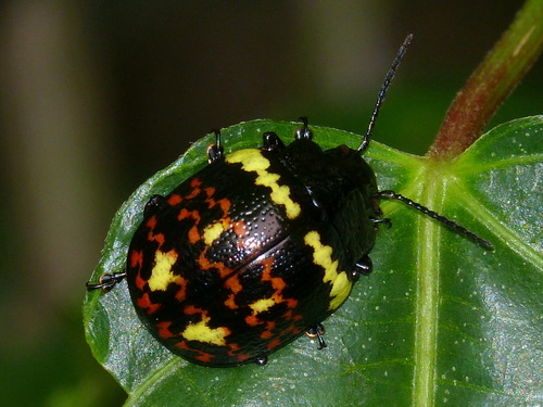 Subspecies Platyphora rubropunctata jaraguina · iNaturalist