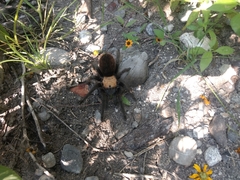 Brachypelma albiceps