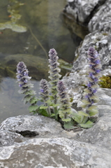 Ajuga orientalis