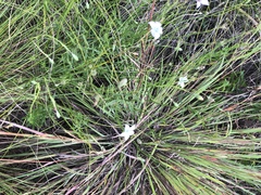 Wahlenbergia krebsii