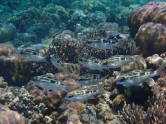 Striped Monocle Bream photo 3