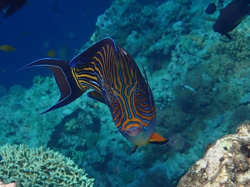Striped Surgeonfish (Acanthurus lineatus)